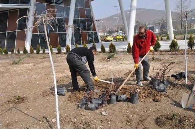 Boz&uuml;y&uuml;k Otogarı Ağa&ccedil;landırıldı 2