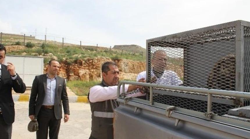 Kanadı Kırık Halde Bulunan Yaralı Kartal Tedavi İ&ccedil;in Şanlıurfa'ya G&ouml;nderildi