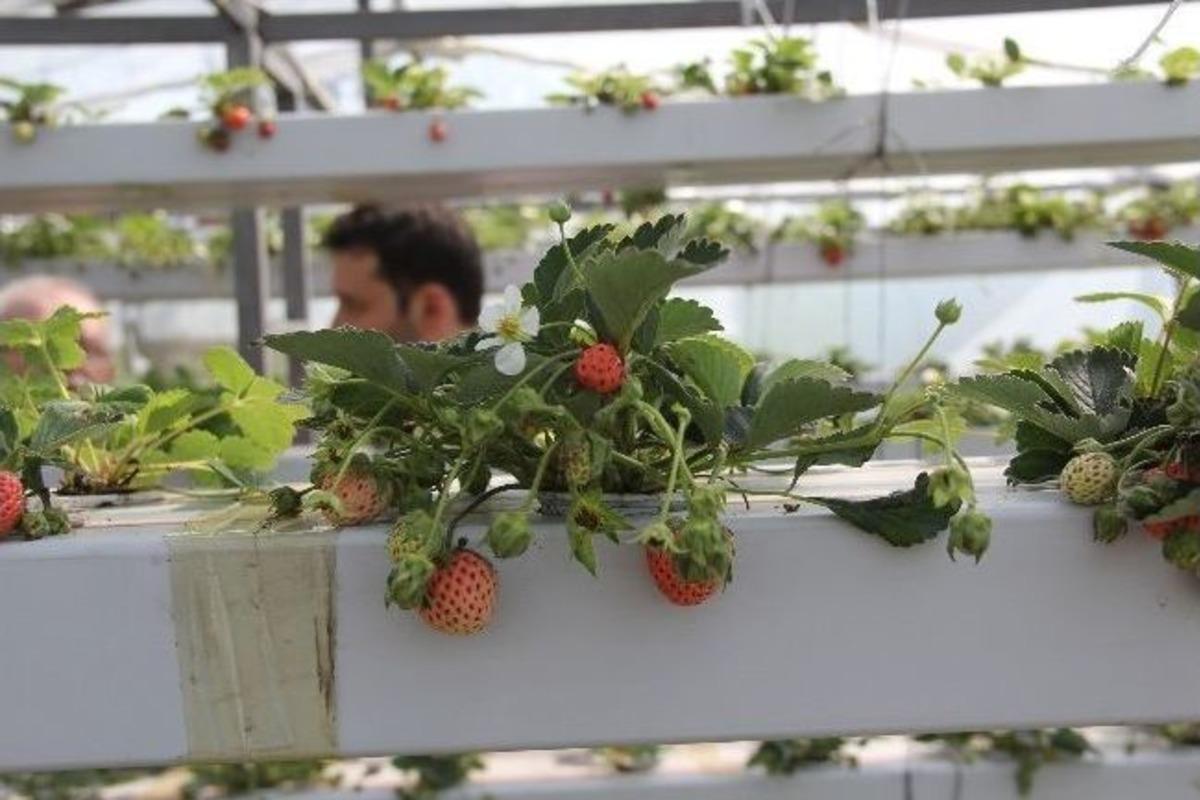 Topraksız Ortamda Osmanlı &Ccedil;ileği Yetiştirdi