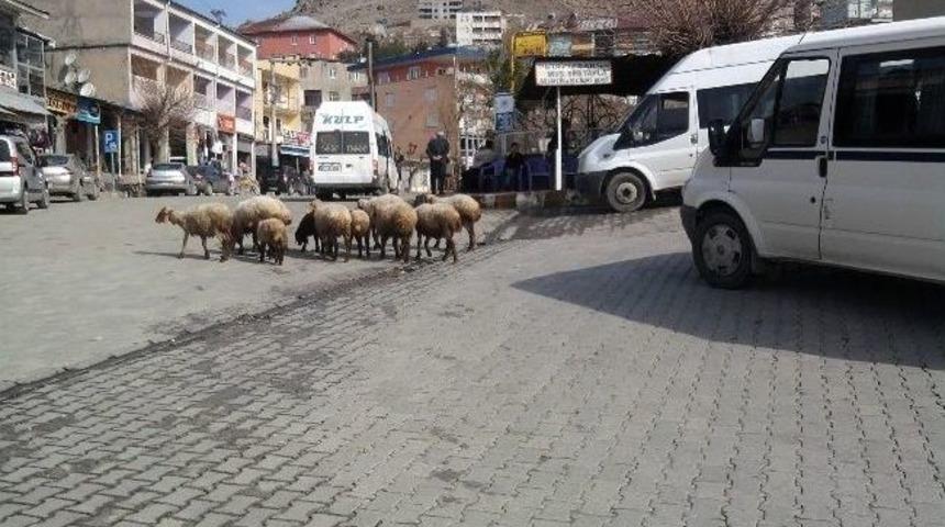 Vatandaşlardan Başıboş Hayvan Tepkisi