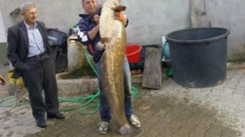 Meri&ccedil; Nehrinde Dev Balık Yakalandı