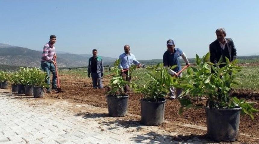 Ga&uuml;n İslahiye İibf Kamp&uuml;s&uuml;nde İki Bin Fidan Dikildi
