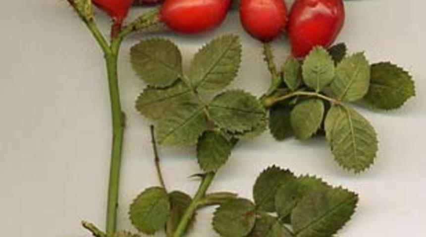 Eklem kire&ccedil;lenmesine karşı kuşburnu etkisi!