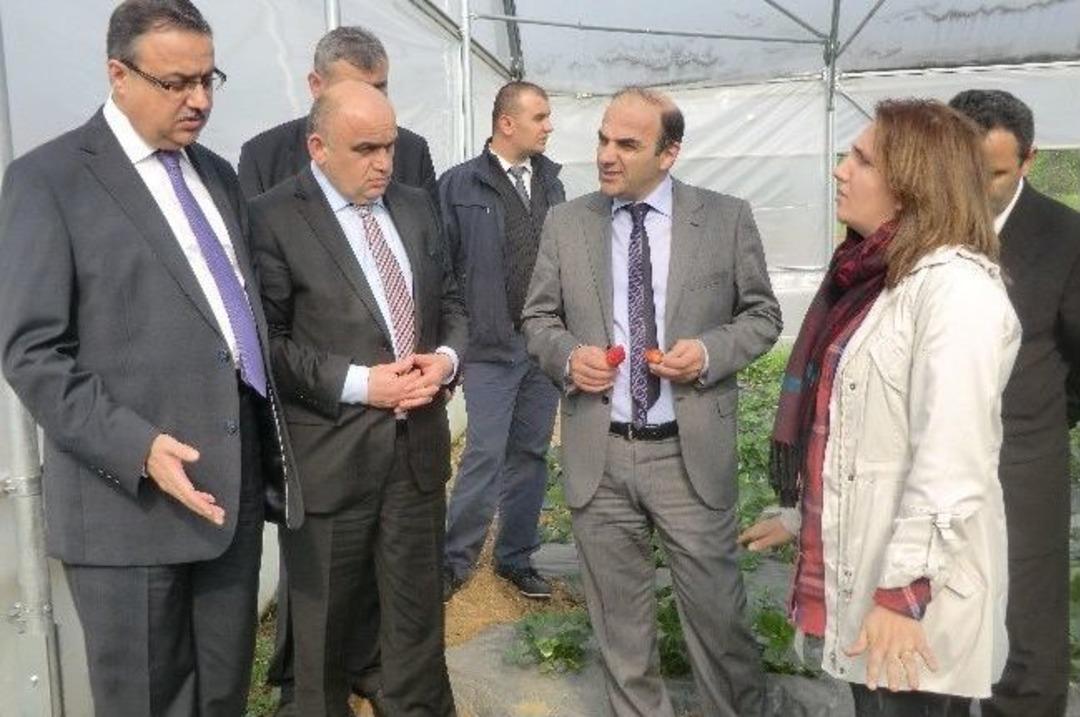 T&uuml;rkiye 2. Kadın &Ccedil;ift&ccedil;inin &Ccedil;ilek Serası İlk Meyvelerini Vermeye Başladı