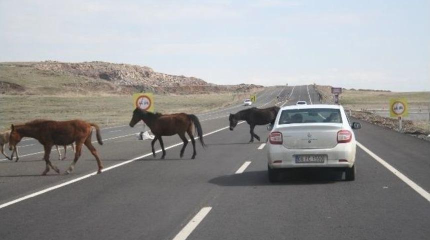 Başıboş Atlar Tehlike Sa&ccedil;ıyor