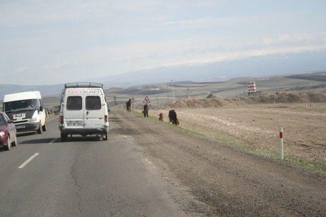 Başıboş Atlar Tehlike Saçıyor