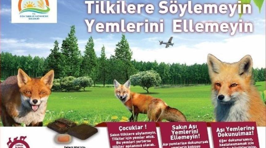 Kuduza Karşı Yaban Hayvanları Havadan Aşılanacak