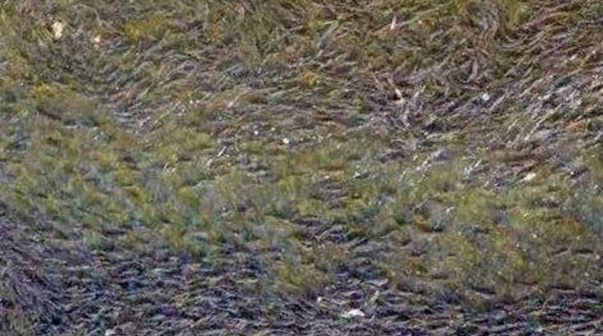 Yumurta Zamanı Gelen Balıklar Akıntıya Karşı K&uuml;rek &Ccedil;ekiyor