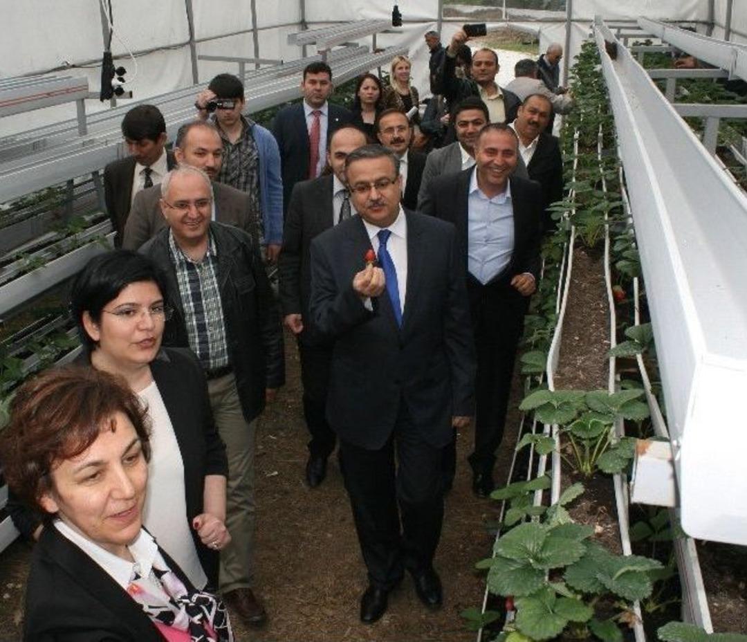 Sanayi Atıklarıyla 18 Raflı Topraksız &Ccedil;ilek &Uuml;retildi