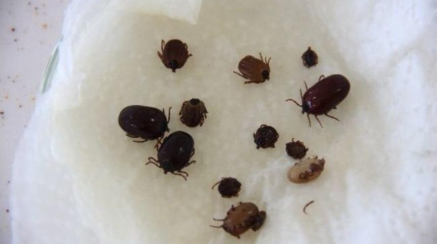 Kenede Korkutan A&ccedil;ıklama: &ldquo;ilaca Diren&ccedil;li Keneler Ortaya &Ccedil;ıkacak&rdquo;