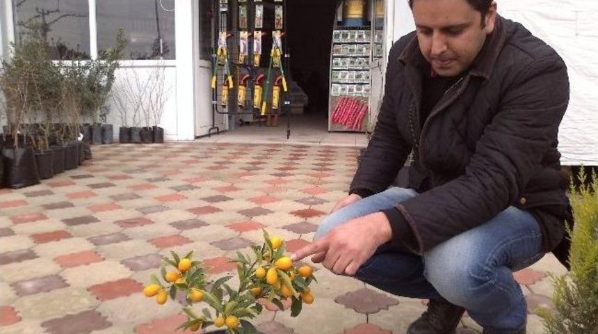 Bodur Ağa&ccedil;lara Yoğun Talep