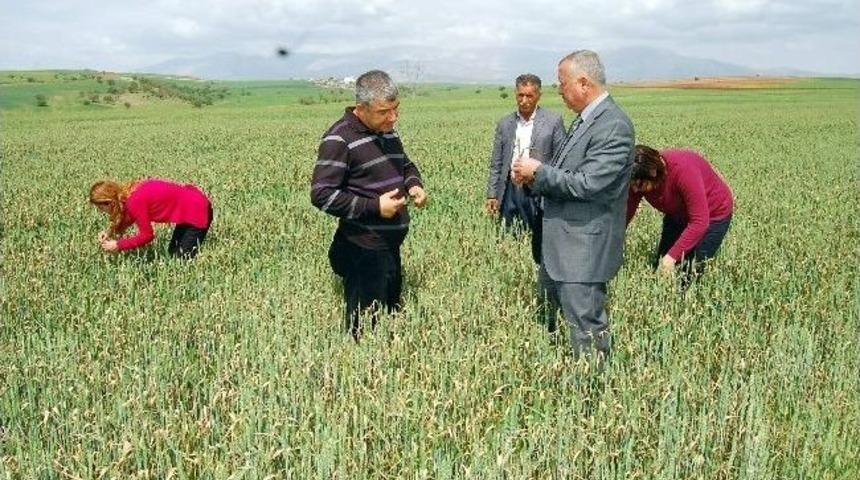 Kuruyan Ekinler Yağmurla Yeniden Canlandı