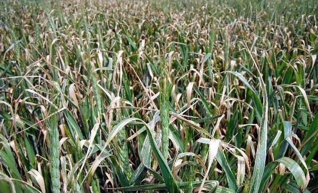 Kuruyan Ekinler Yağmurla Yeniden Canlandı 1