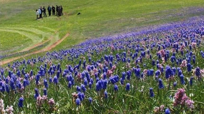 Soğanlı Bitkilerin Envanter Ve Planlaması Yapıldı