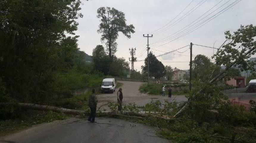&Ccedil;aycuma&rsquo;da Şiddetli R&uuml;zgar Ağacı Devirdi