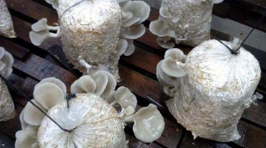 Dalaman&rsquo;da Kayın Mantarı Hasadı Başladı