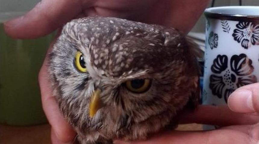 Yavru Baykuş Emin Ellerde