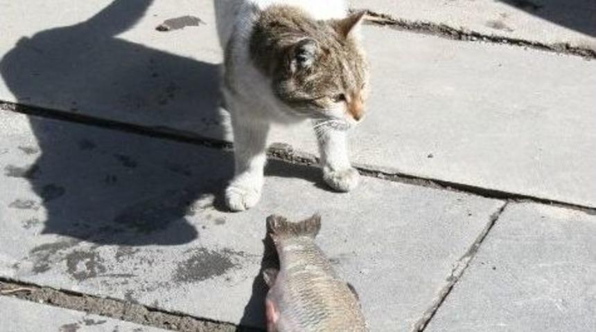 (&ouml;zel Haber) Balık B&uuml;y&uuml;k Olunca Kediler Yemekte Zorlandı