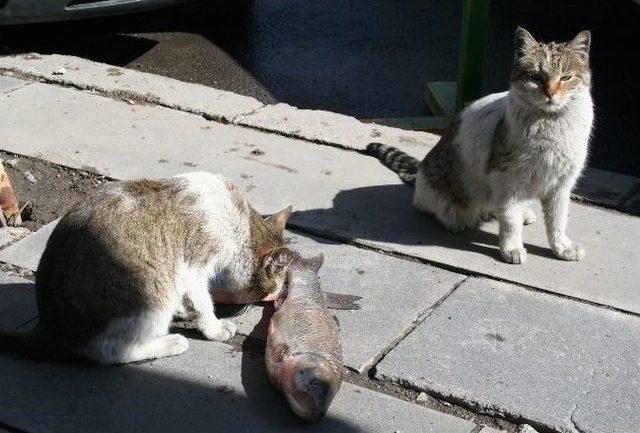 (özel Haber) Balık Büyük Olunca Kediler Yemekte Zorlandı