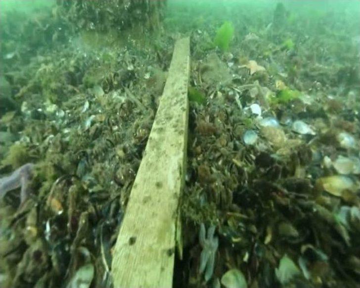 Dalgıçlardan Büyükada Açıklarında Temizlik Dalışı G3