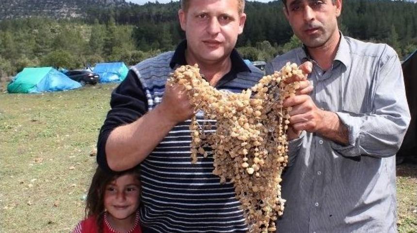 Salep K&ouml;yl&uuml;lerin Ekmek Kapısı Oldu