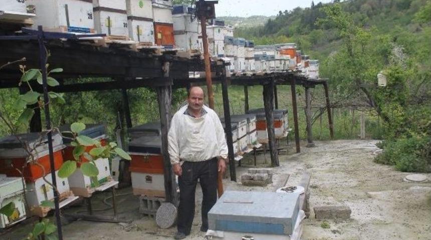 (&ouml;zel Haber) Zonguldak&rsquo;ta Y&uuml;z Binlerce Bal Arısı Telef Oldu