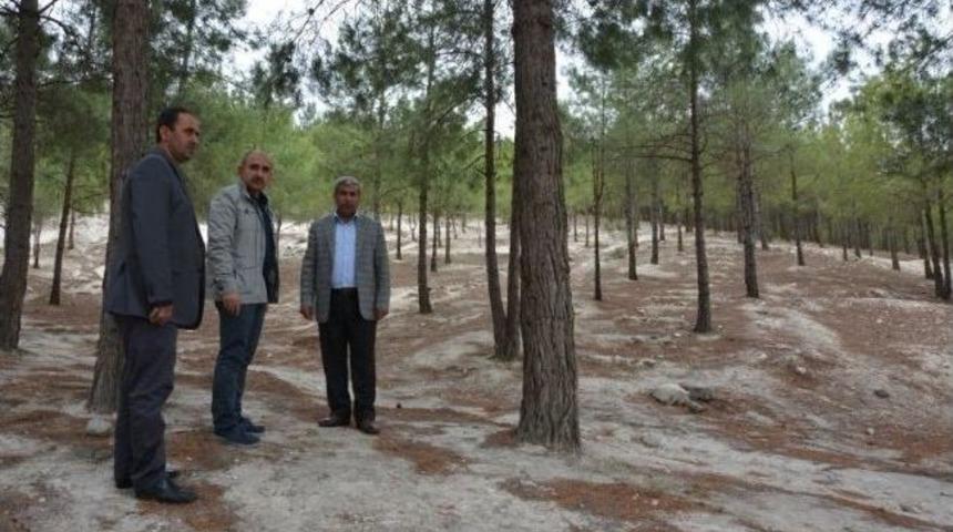 Kilis Kent Ormanı Canlanıyor