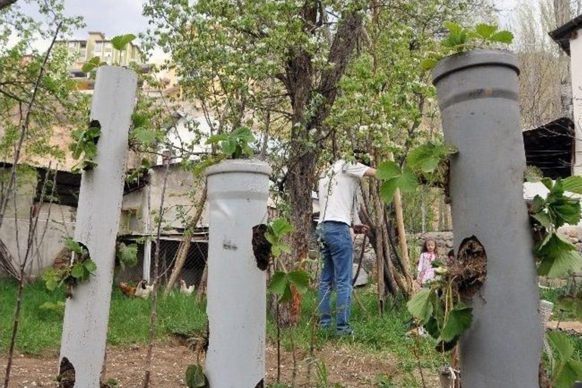 G&uuml;m&uuml;şhane'de İlk Dikine Tarım Uygulaması Bağlarbaşında