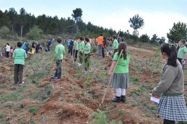 Kastamonu’da Öğrenciler, Fidan Dikti