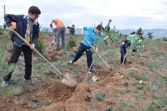 Kastamonu’da Öğrenciler, Fidan Dikti