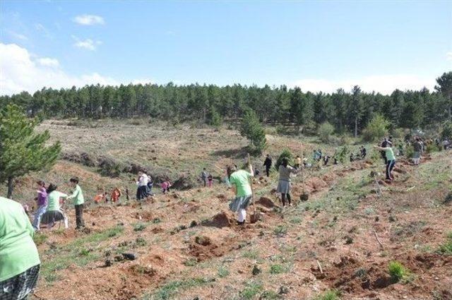 Kastamonu’da Öğrenciler, Fidan Dikti