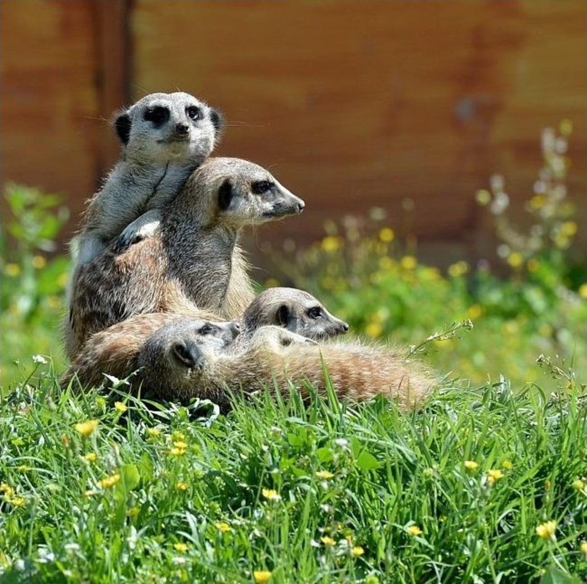 Doğal Yaşam'da Bahar Bereketi