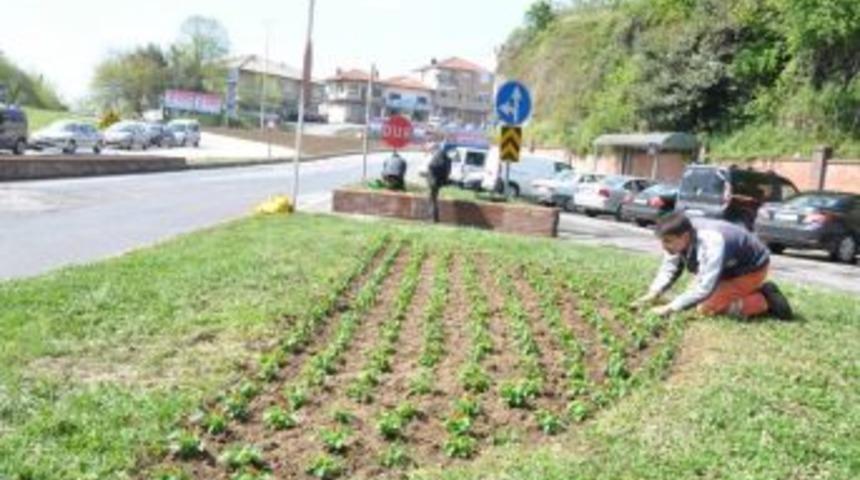 Alaplı Belediyesi çiçeklendirme çalışmalarına başladı
