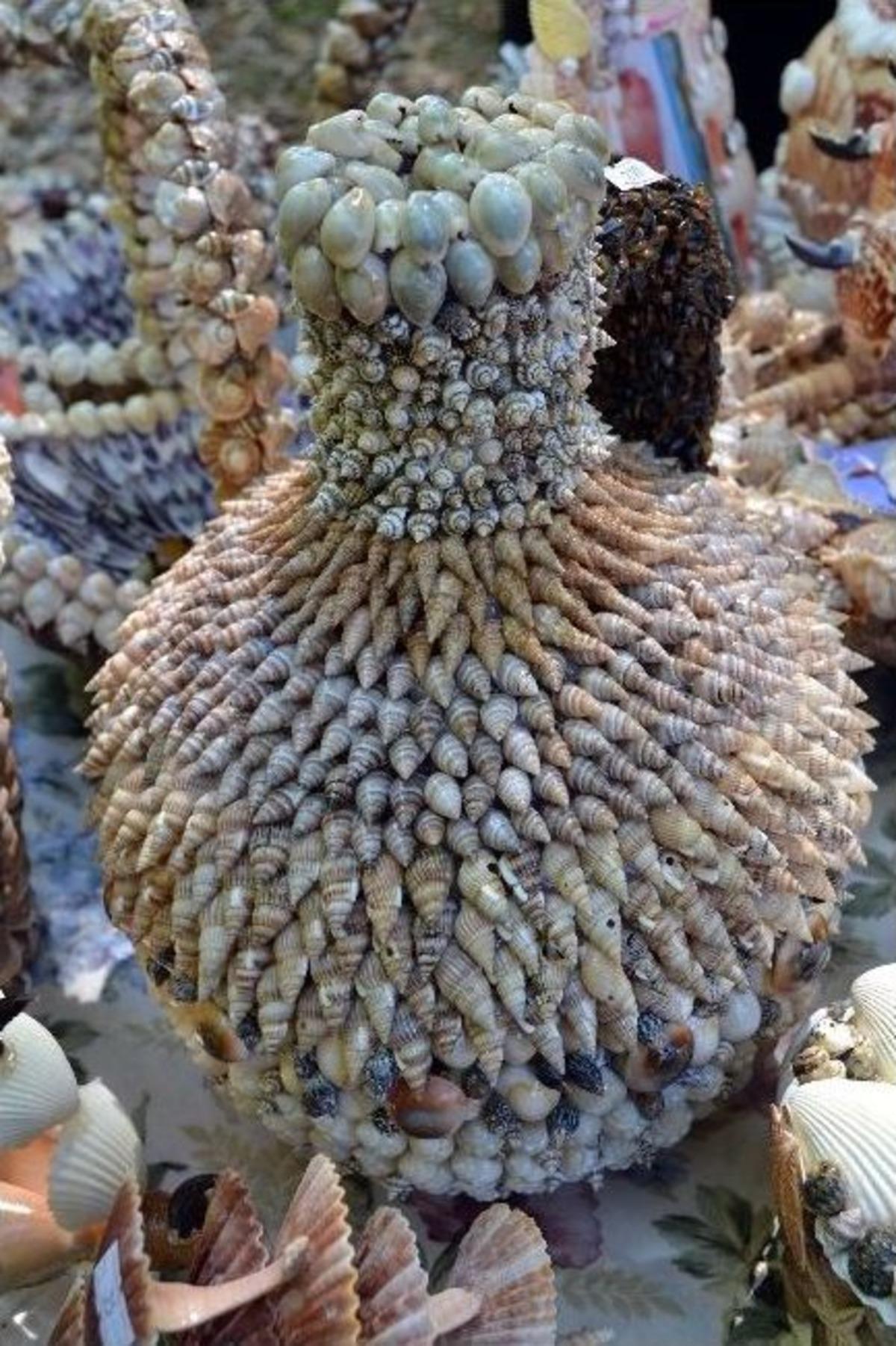 Deniz Kabuklarını Ekonomiye Kazandırdı