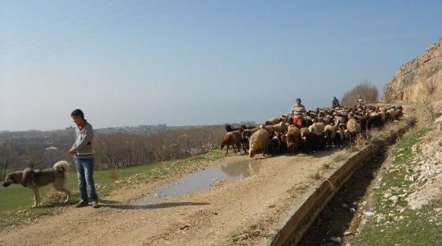 Adilcevaz&rsquo;da Yayla D&ouml;nemi Başladı