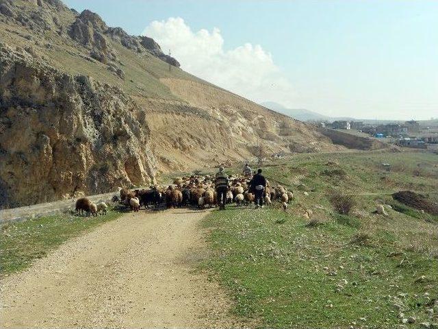 Adilcevaz’da Yayla Dönemi Başladı