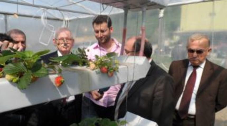 Osmanlı &Ccedil;ileğini topraksız tarım ile yetiştirdi