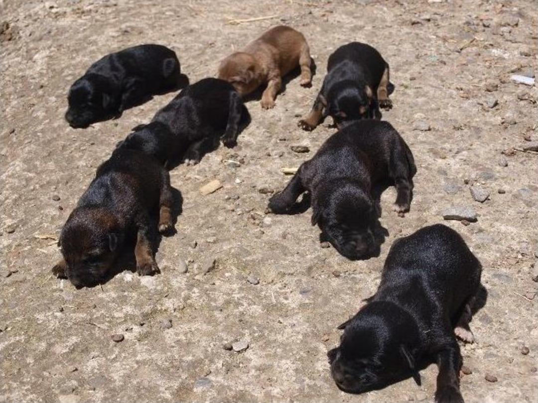 Sahipsiz Yavrular &Ouml;l&uuml;mle Y&uuml;z Y&uuml;ze