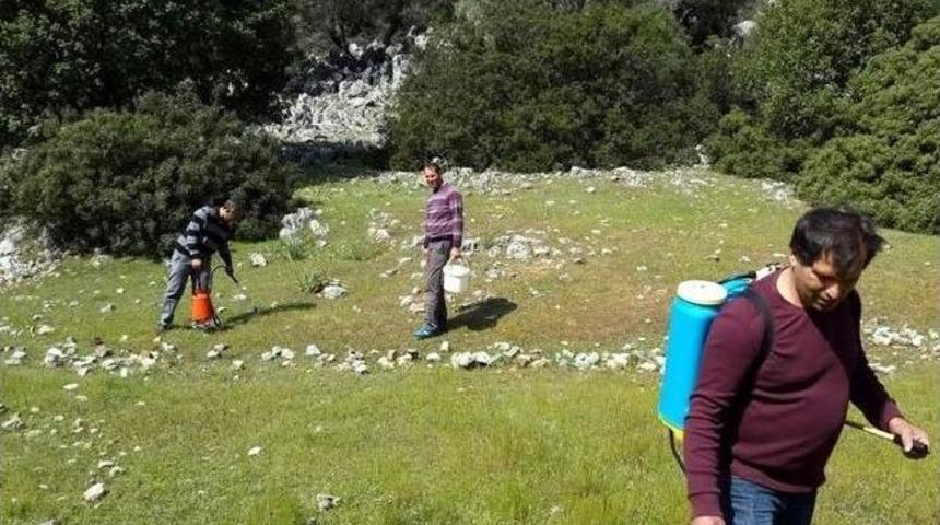 Dalaman&rsquo;da &Ccedil;ekirge İle M&uuml;cadele Tamamlandı