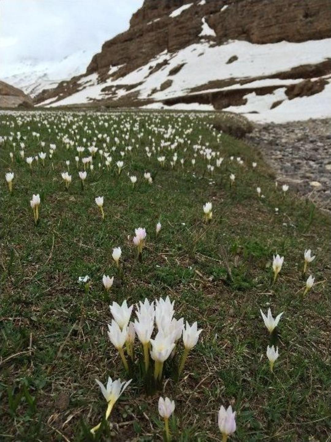 Van&rsquo;da Kardelenler A&ccedil;tı