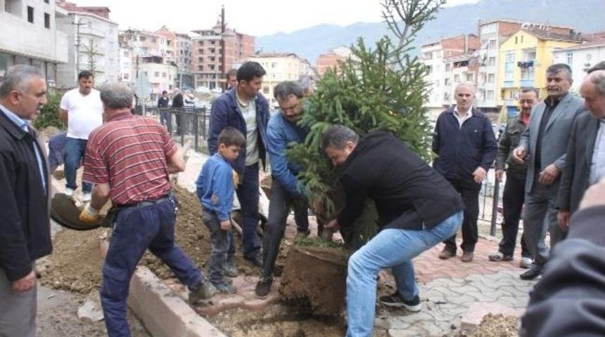 Başkan Hatipoğlu &Ccedil;am Fidanı Dikti