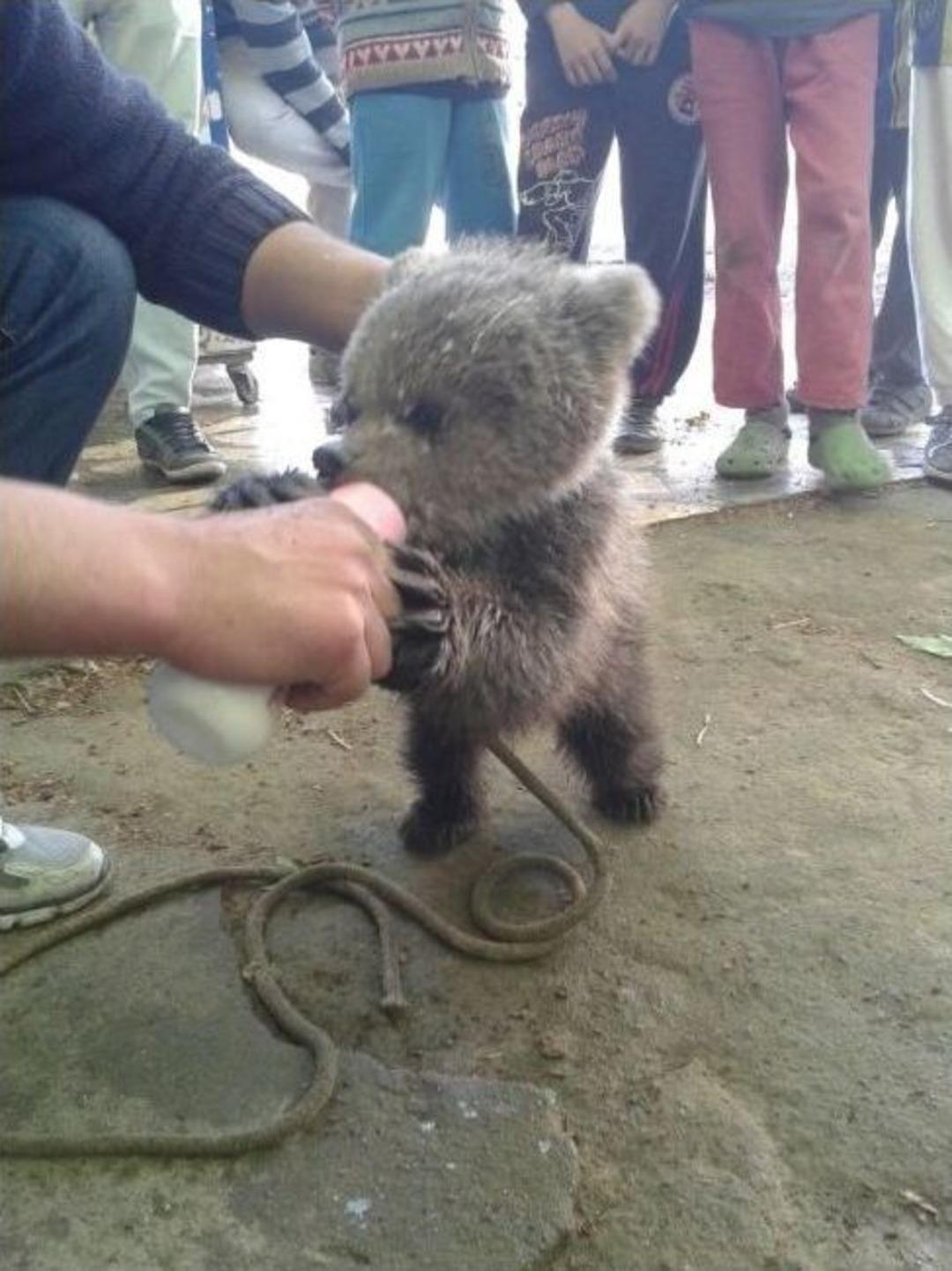 K&ouml;peklerin Par&ccedil;alamak &Uuml;zere Olduğu Yavru Ayı Son Anda Kurtarıldı
