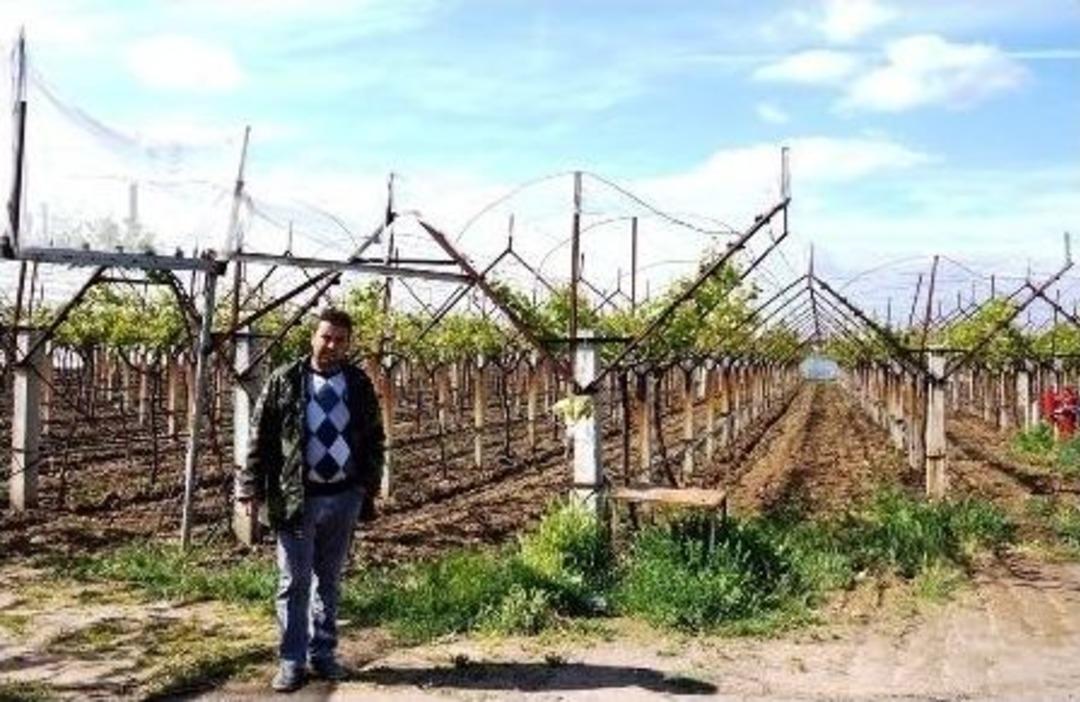 &Uuml;z&uuml;m Bağına "dolusavar" Sistemi Kurdu