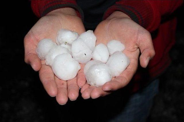 Yavuzelinde, Ceviz B&uuml;y&uuml;kl&uuml;ğ&uuml;nde Dolu Yağdı! 1