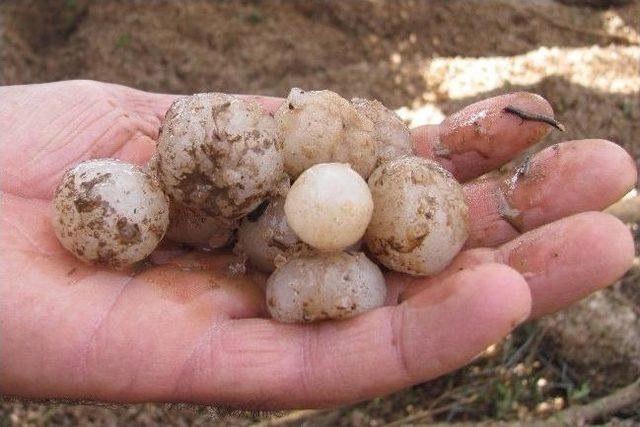 Araban&rsquo;da, Fıstık Tarlalarını Dolu Vurdu! 2