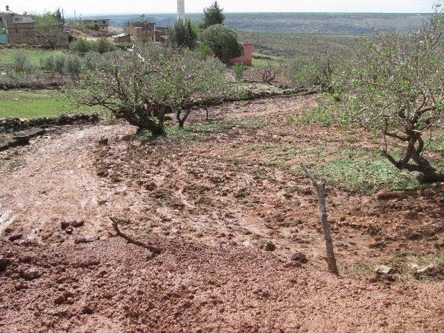 Araban&rsquo;da, Fıstık Tarlalarını Dolu Vurdu! 3