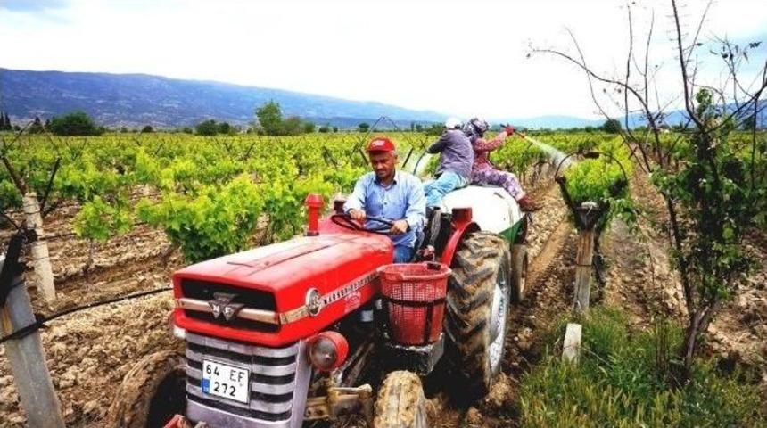 Sarıg&ouml;l'&uuml;n Sultaniye &Uuml;z&uuml;mleri İhracata Hazırlanıyor