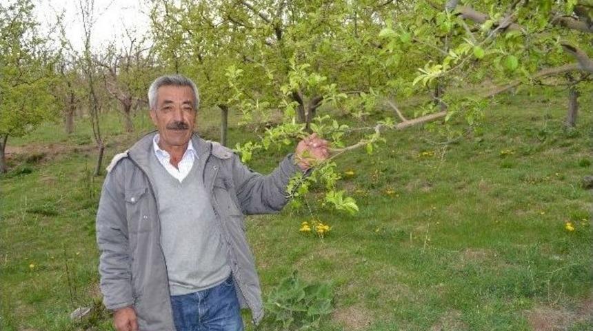 Elma &Uuml;reticisinin Durumu İ&ccedil;ler Acısı