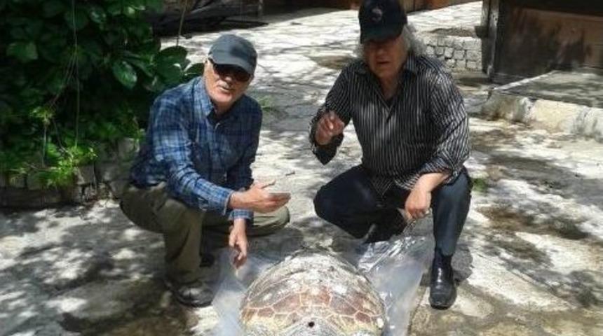 Kuşadası&rsquo;nda Yine Caretta Caretta &Ouml;l&uuml;m&uuml;