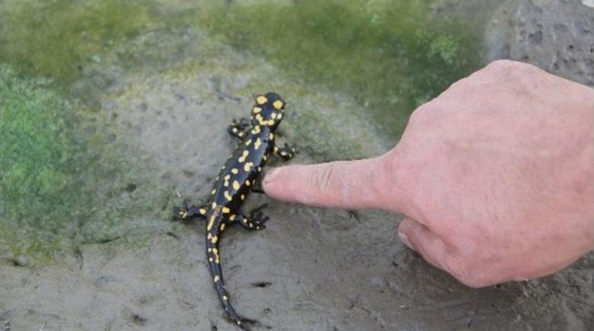 Cizre&rsquo;de Bulunan T&uuml;rk Semenderi Doğaya Bırakıldı